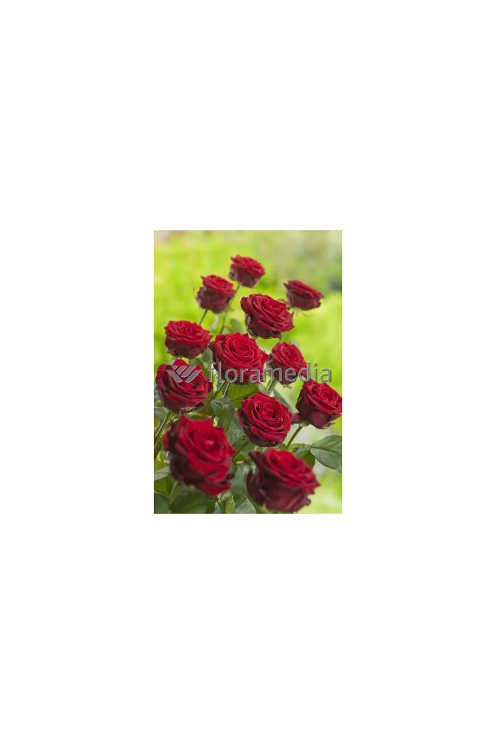 Róża wielkokwiatowa bordowa | Rosa