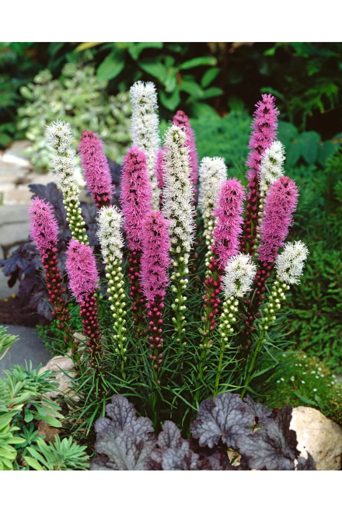 Liatra kłosowa 'Floristan Violet' | Liatris spicata