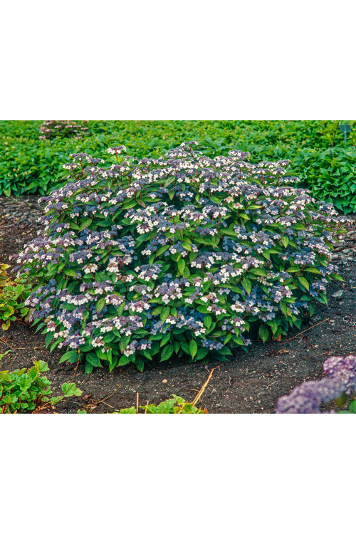Hortensja piłkowana 'Blue Bird' Hydrangea serrata