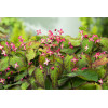 Epimedium czerwone | Epimedium rubrum