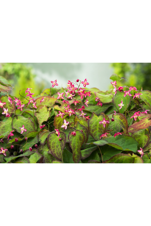 Epimedium czerwone | Epimedium rubrum