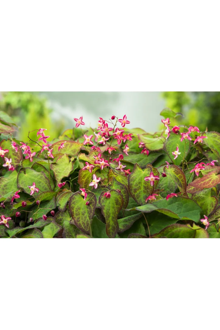Epimedium czerwone | Epimedium rubrum