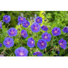 Bodziszek himalajski 'Johnson's Blue' Geranium himalayense