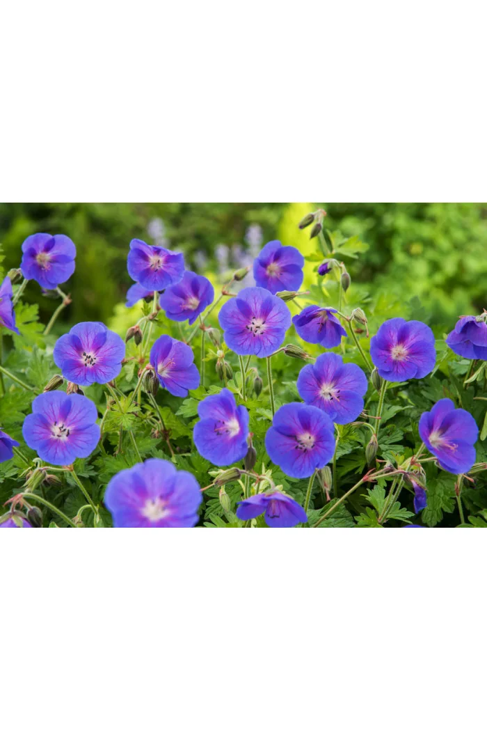 Bodziszek himalajski 'Johnson's Blue' Geranium himalayense