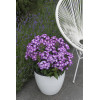 Floks wiechowaty 'Flame Pro Purple' | Phlox panniculata