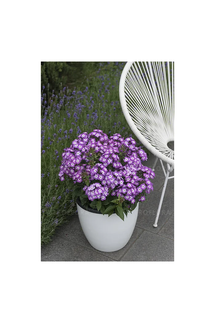 Floks wiechowaty 'Flame Pro Purple' | Phlox panniculata