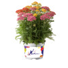 Krwawnik 'Milly Rock Mixmasters' | Achillea