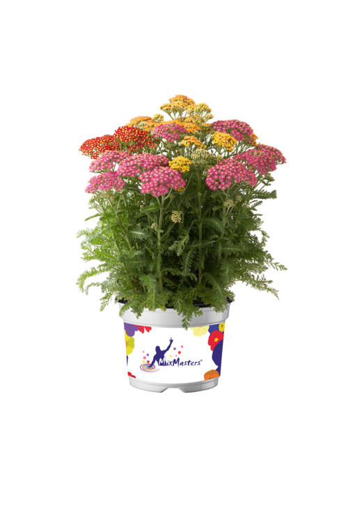 Krwawnik 'Milly Rock Mixmasters' | Achillea