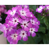 Floks wiechowaty 'Flame Pro Purple' | Phlox panniculata