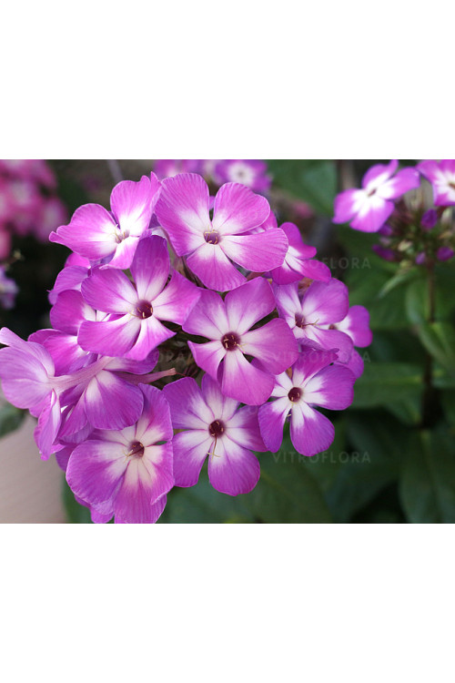 Floks wiechowaty 'Flame Pro Purple' | Phlox panniculata