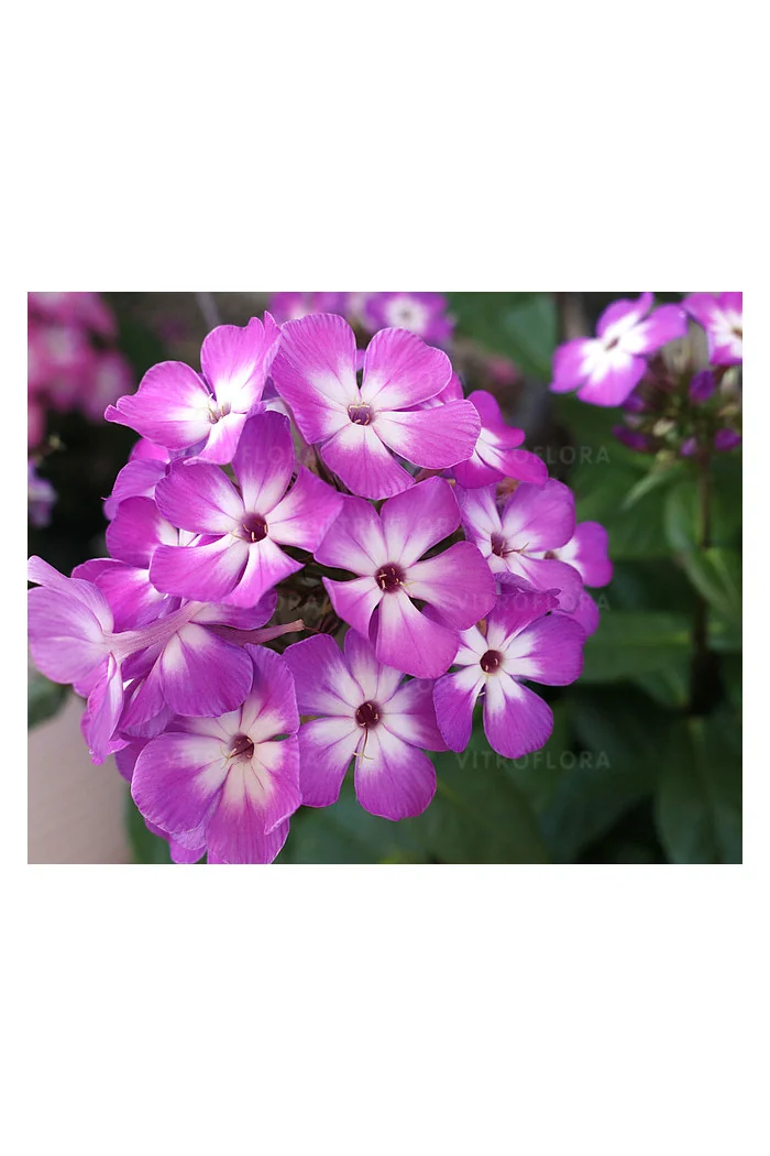 Floks wiechowaty 'Flame Pro Purple' | Phlox panniculata