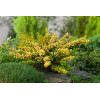 Berberys Thunberga 'Sunsation' | Berberis thunbergii