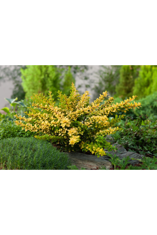 Berberys Thunberga 'Sunsation' | Berberis thunbergii