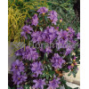 Różanecznik 'Blue Tit' Rhododendron impeditum