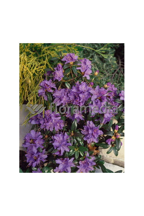 Różanecznik 'Blue Tit' Rhododendron impeditum