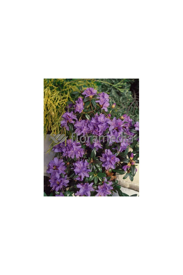 Różanecznik 'Blue Tit' Rhododendron impeditum