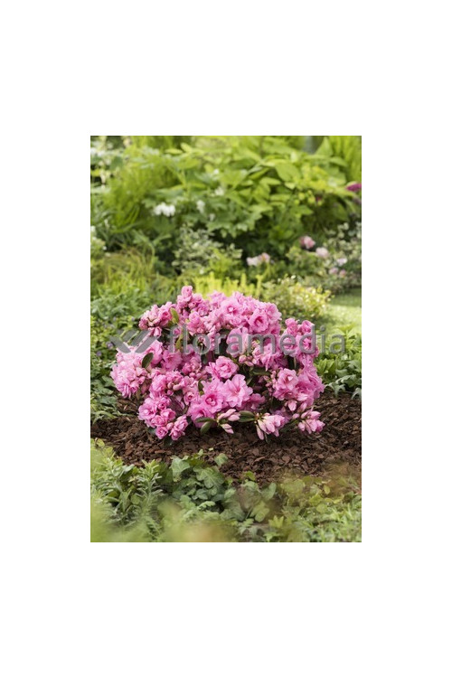 Azalia japońska 'Rosebud' Azalea japonica