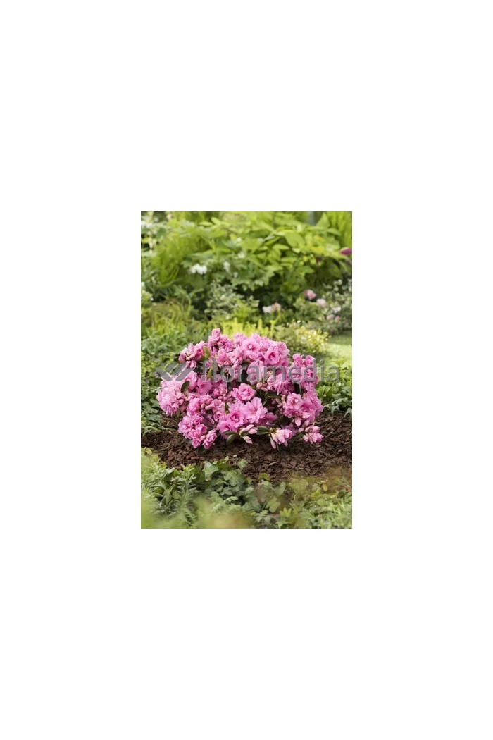 Azalia japońska 'Rosebud' Azalea japonica