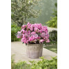 Azalia japońska 'Rosebud' Azalea japonica