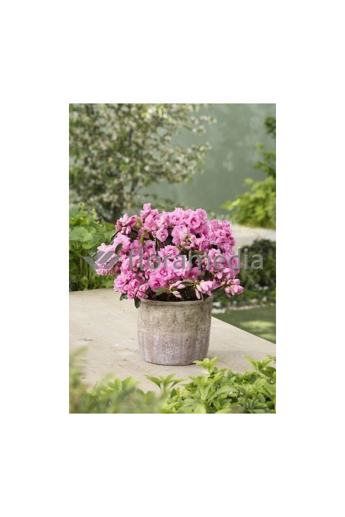 Azalia japońska 'Rosebud' Azalea japonica