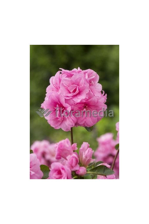 Azalia japońska 'Rosebud' Azalea japonica