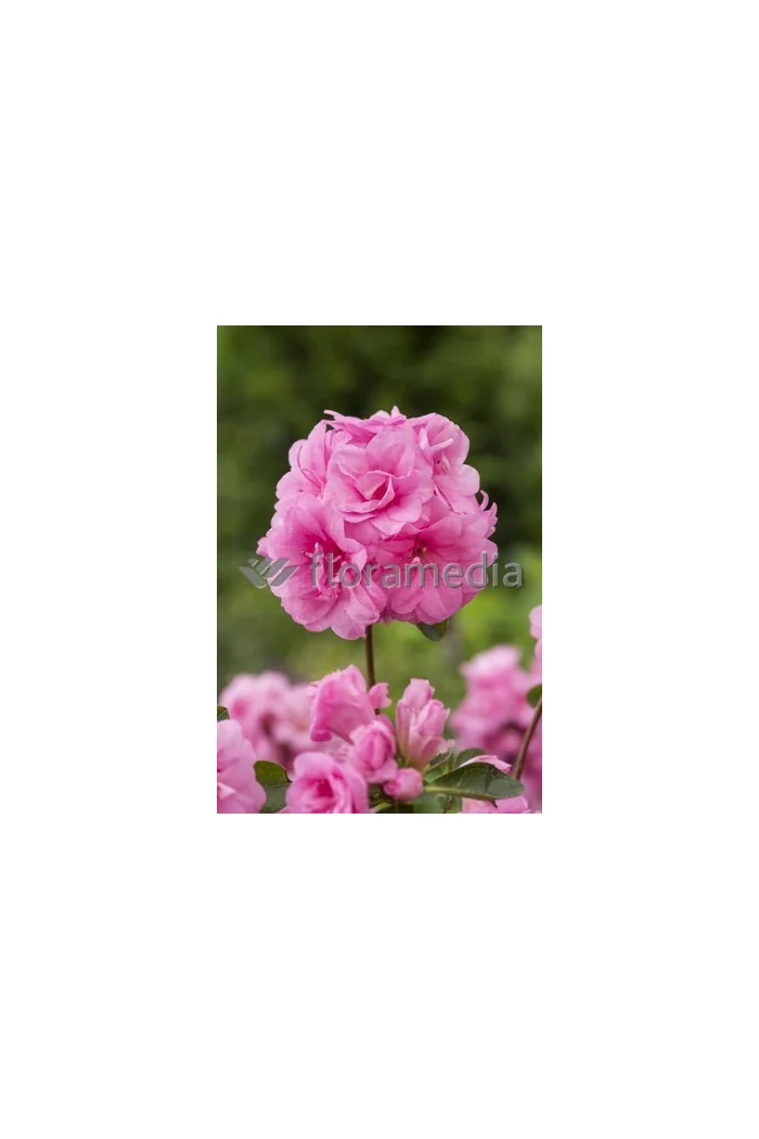 Azalia japońska 'Rosebud' Azalea japonica