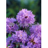 Różanecznik 'Blue Tit' Rhododendron impeditum