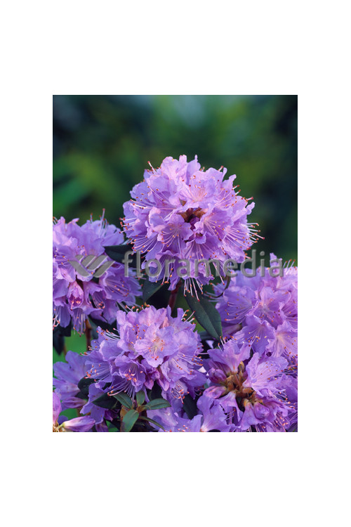 Różanecznik 'Blue Tit' Rhododendron impeditum