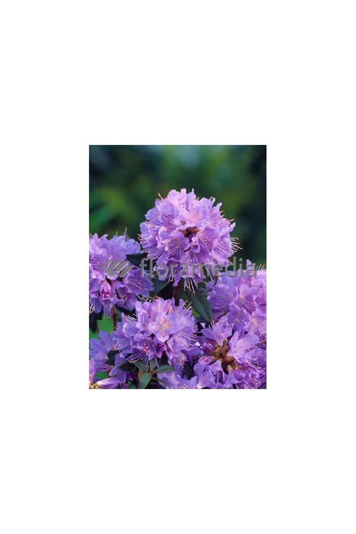 Różanecznik 'Blue Tit' Rhododendron impeditum