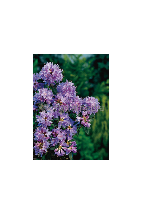 Różanecznik 'Blue Tit' Rhododendron impeditum