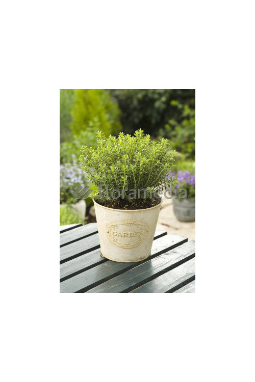 Hebe bukszpanowate Hebe odora