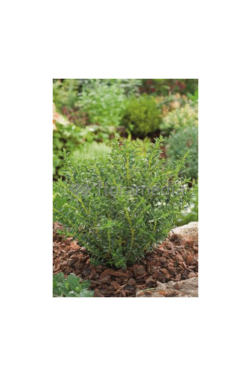 Hebe bukszpanowate Hebe odora