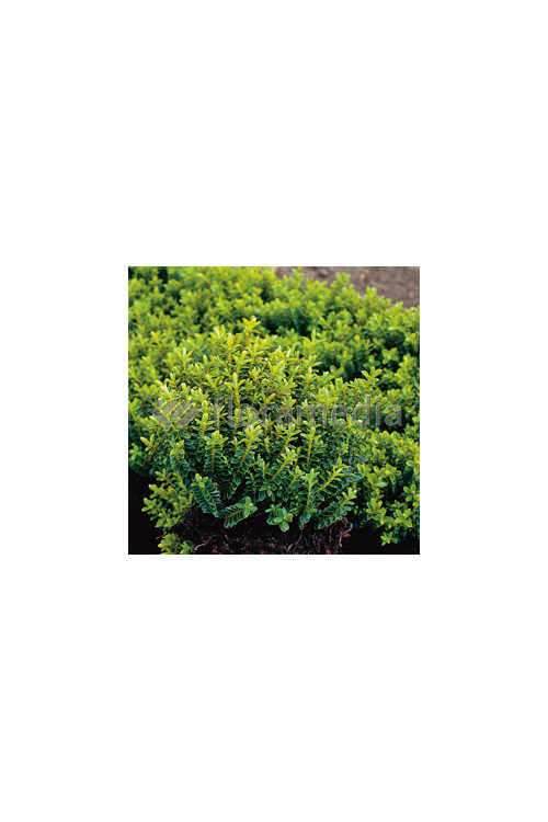 Hebe bukszpanowate Hebe odora