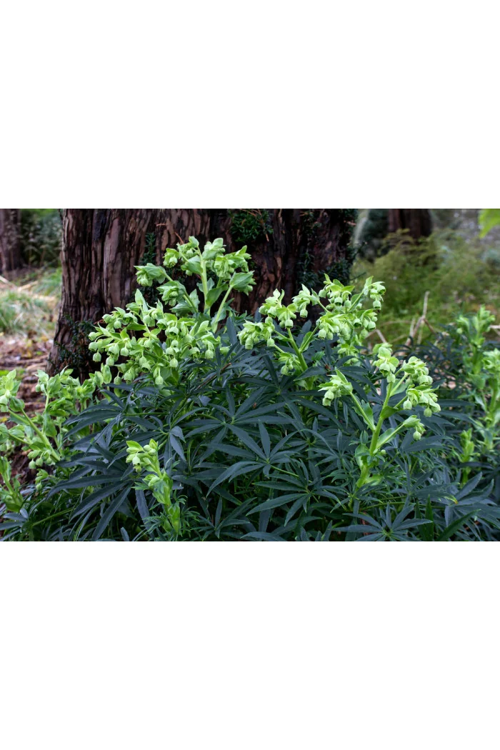 Ciemiernik palmowy (cuchnący) | Helleborus foetidus