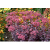 Rozchodnik karpacki 'Cherry Truffle' | Sedum telephium