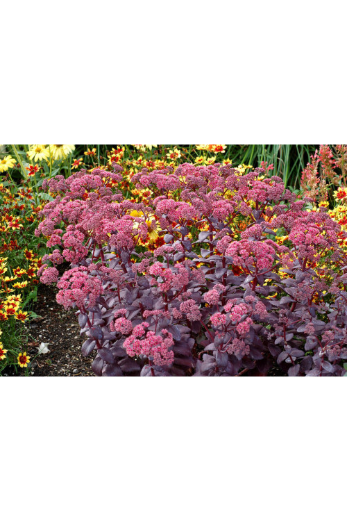Rozchodnik karpacki 'Cherry Truffle' | Sedum telephium