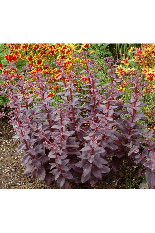 Rozchodnik karpacki 'Cherry Truffle' | Sedum telephium