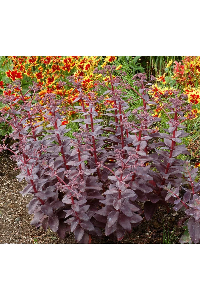 Rozchodnik karpacki 'Cherry Truffle' | Sedum telephium