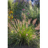 Rozplenica japońska 'National Arboretum' Pennisetum macrouorum