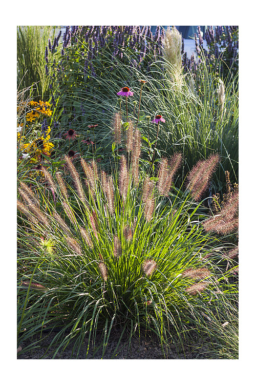 Rozplenica japońska 'National Arboretum' Pennisetum macrouorum