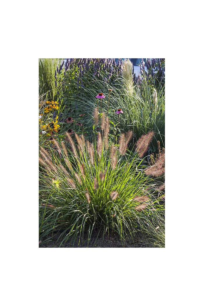 Rozplenica japońska 'National Arboretum' Pennisetum macrouorum
