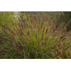 Rozplenica japońska 'National Arboretum' Pennisetum macrouorum