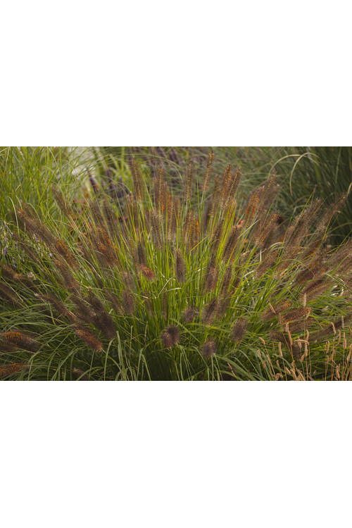 Rozplenica japońska 'National Arboretum' Pennisetum macrouorum