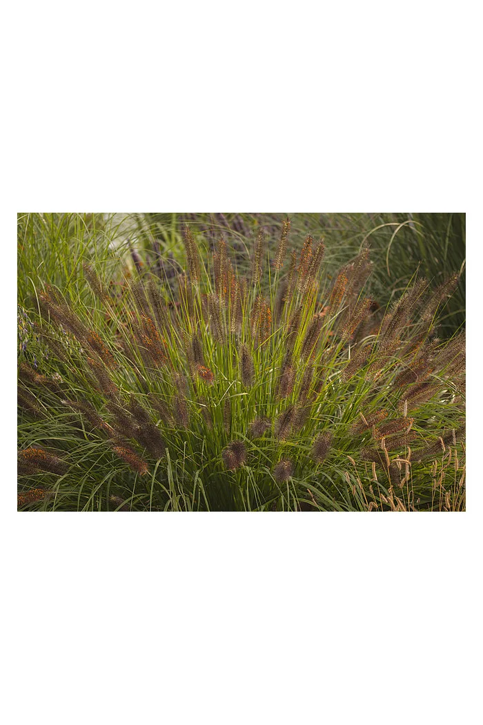 Rozplenica japońska 'National Arboretum' Pennisetum macrouorum