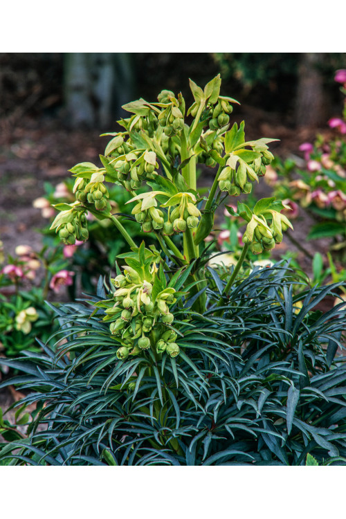 Ciemiernik palmowy (cuchnący) | Helleborus foetidus