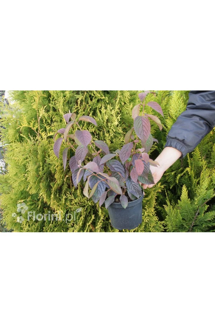 Kalina japońska 'Kilimanjaro' | Viburnum plicatum