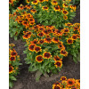 Rudbekia Littlebeckia 'Sunrise' | Rudbeckia hirta