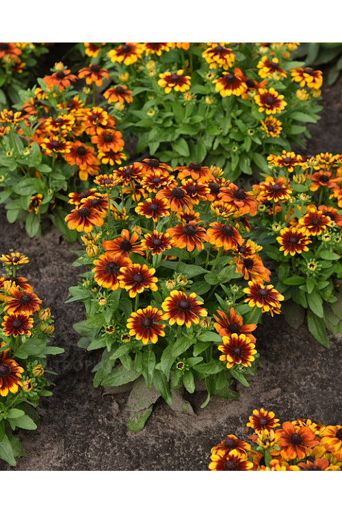 Rudbekia Littlebeckia 'Sunrise' | Rudbeckia hirta