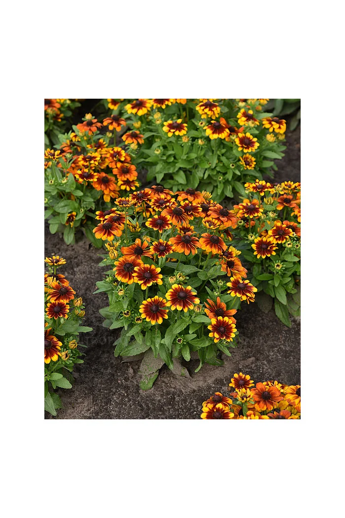 Rudbekia Littlebeckia 'Sunrise' | Rudbeckia hirta