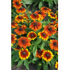 Rudbekia Littlebeckia 'Sunrise' | Rudbeckia hirta